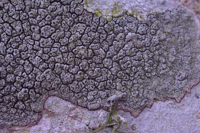 Pertusaria hymenea