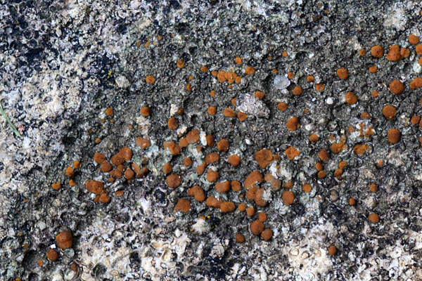 Protoblastenia rupestris