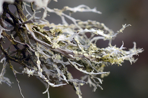 Ramalina farinacea