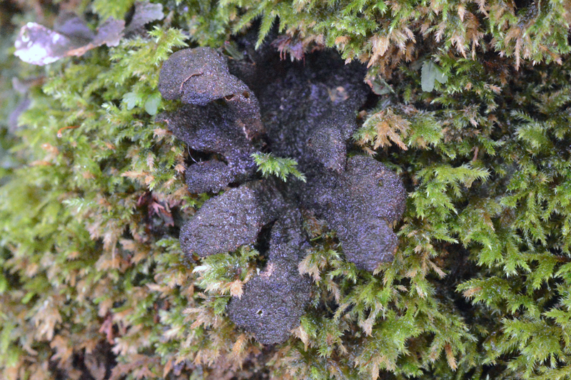 Sticta fuliginosa