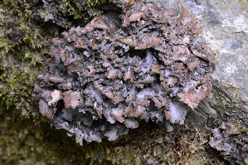 Sticta canariensis