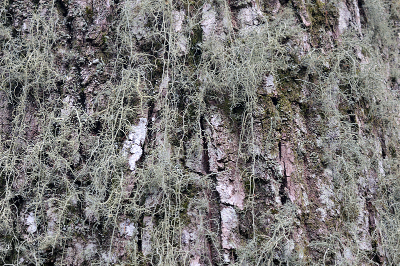 Usnea ceratina