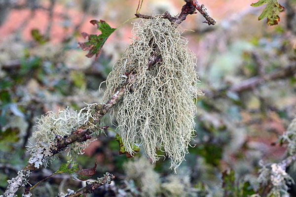 Usnea glabrescens