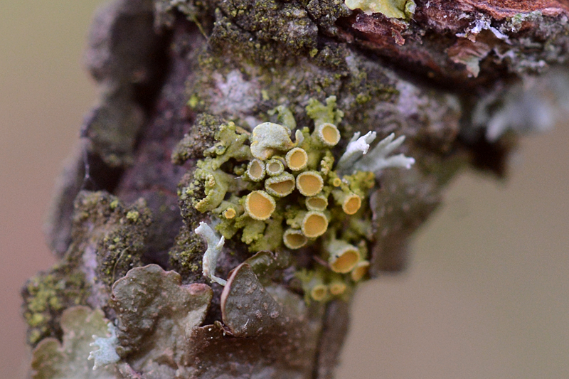 Xanthoria polycarpa