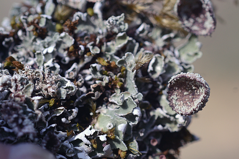 Cladonia cyathomorpha