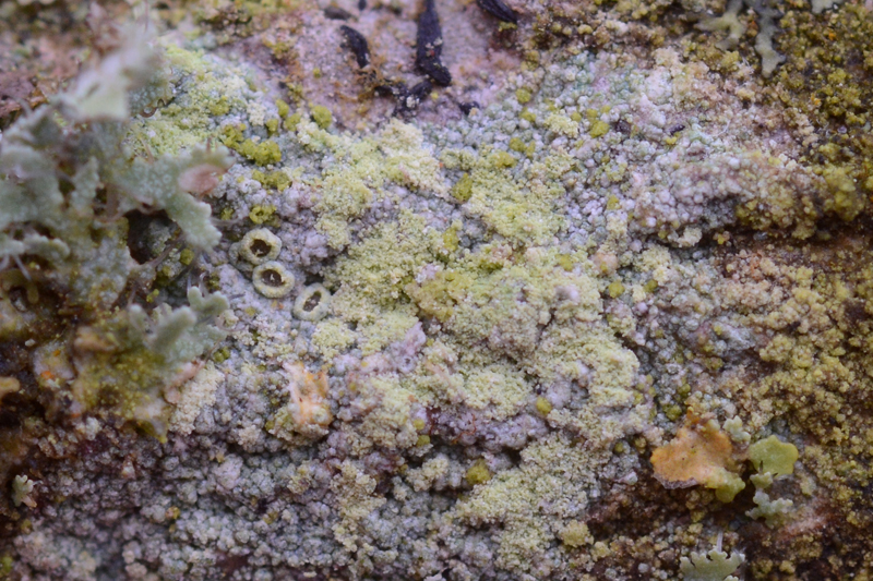 Lecanora barkmaniana