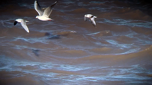 Little Gulls