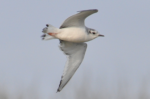 Little Gull Larus minutus