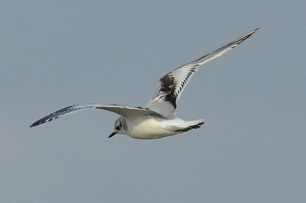 Little Gull