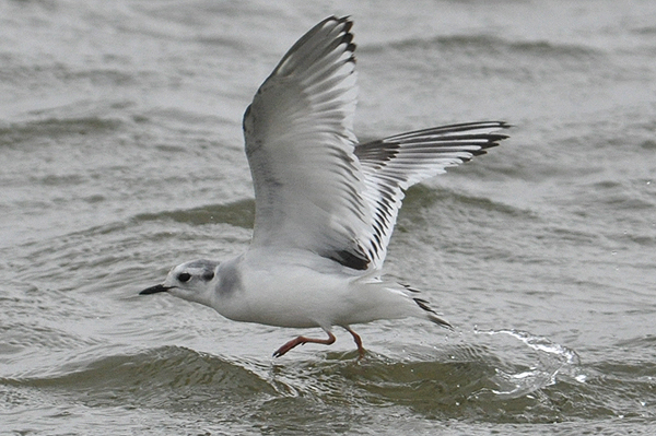 Little Gull