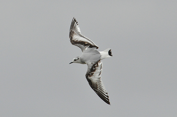 Little Gull