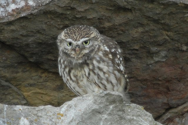 Little Owl