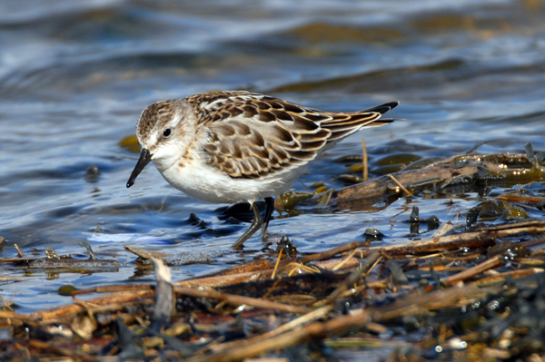 little stint