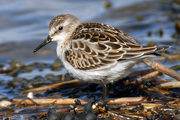 little stint