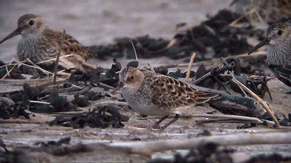 Little Stint