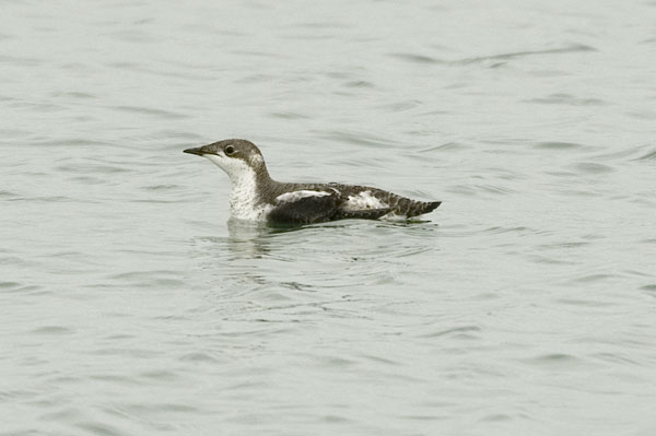 Long-billed Murrelet Dawlish