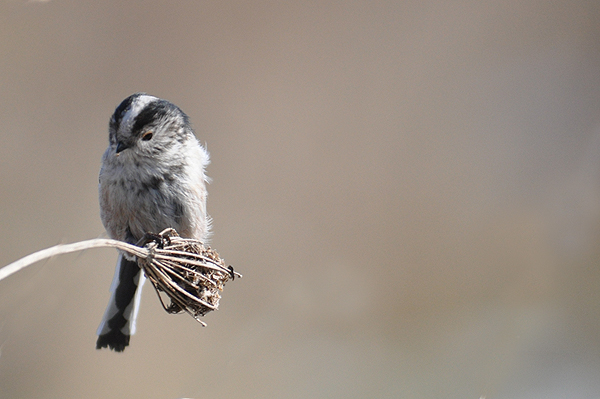 Long-tailed Tit