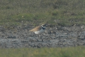 little-ringed plover weston stw