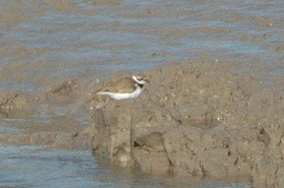 Little Ringed Plover