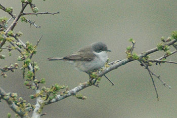 Lesser Whitethroat