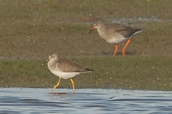 Lesser Yellowlegs