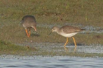 Lesser Yellowlegs