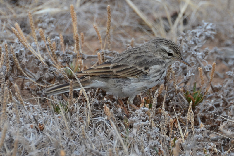 Berthelot's Pipit Anthus berthelotii madaerensis