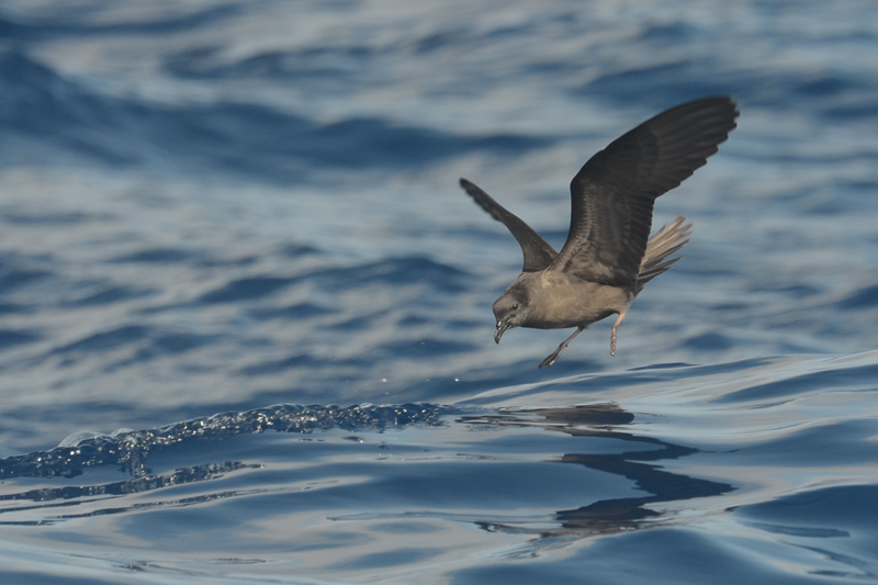 Bulwer's Petrel Bulwer bulwerii 