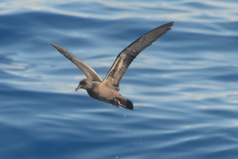 Bulwer's Petrel Bulwer bulwerii 