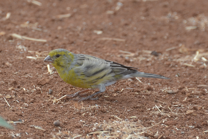 Atlantic Canary Serinus canaria