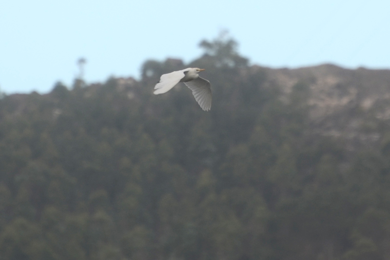 Cattle Egret Bulbulcus ibis