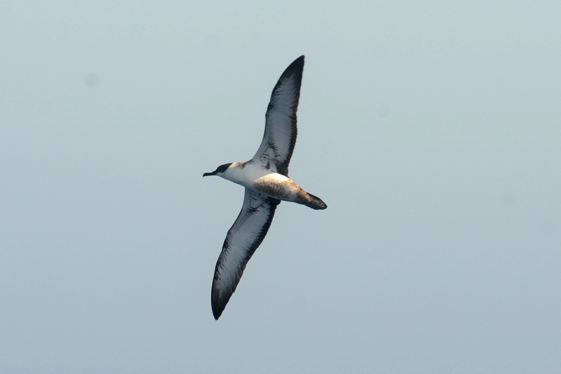 Great Shearwater Puffinus gravis