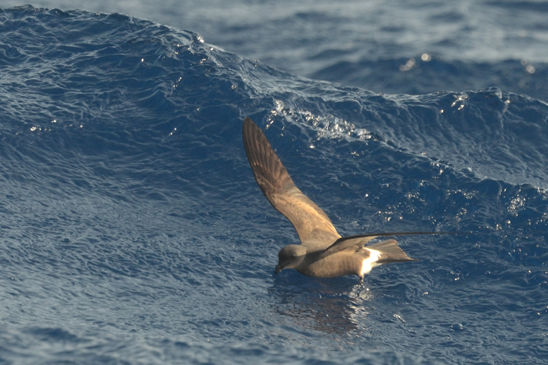 Madeiran Storm Petrel Oceanodroma castro