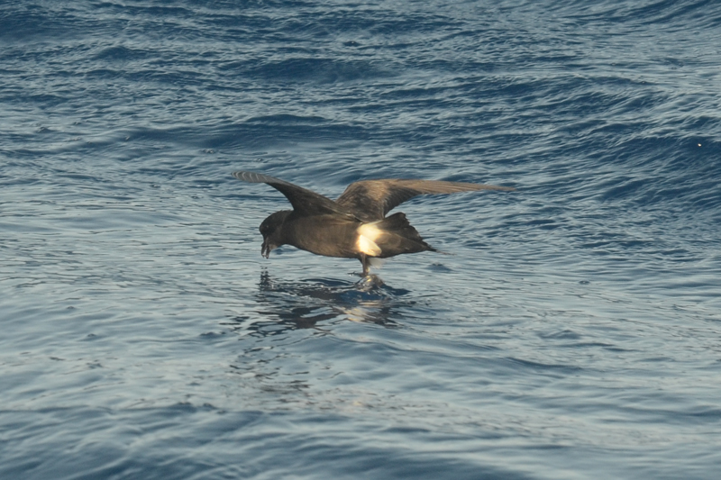 Madeiran Storm Petrel Oceanodroma castro