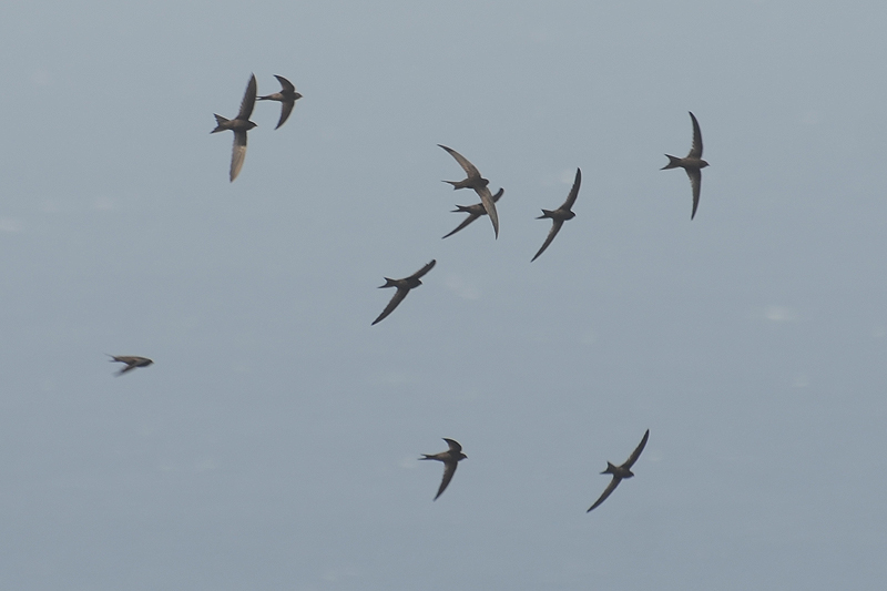 Plain Swift Apus unicolor 