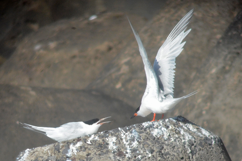 Roseate Tern Sterna dougallii 