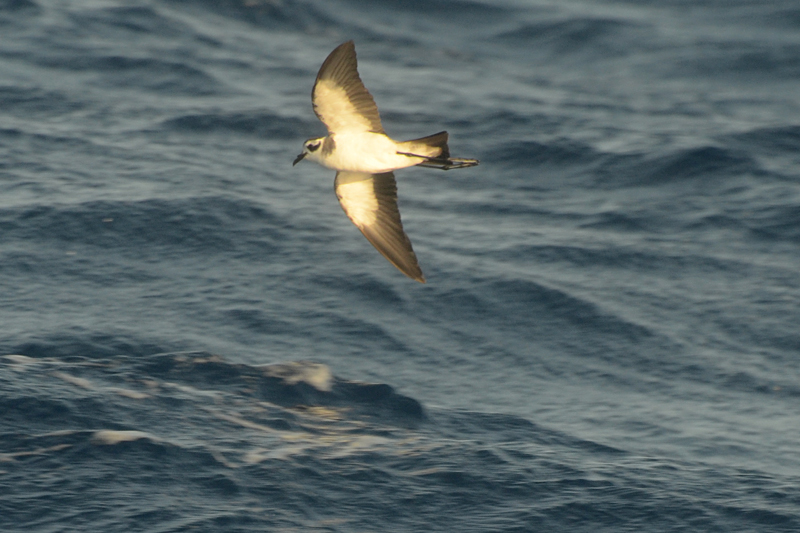 White-faced Storm Petrel Pelagodroma marina