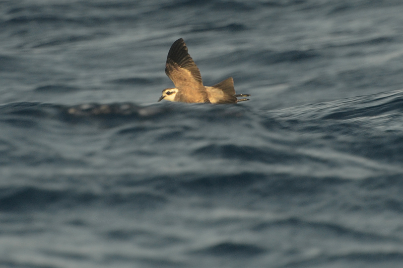 White-faced Storm Petrel Pelagodroma marina