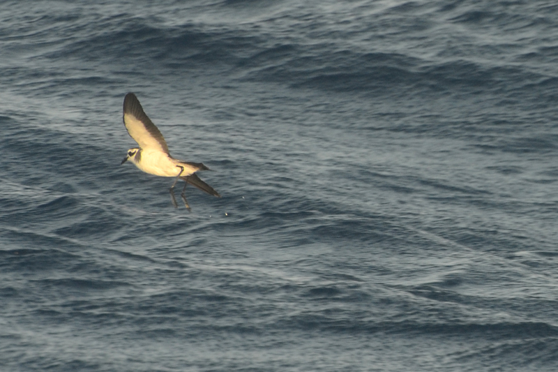 White-faced Storm Petrel Pelagodroma marina