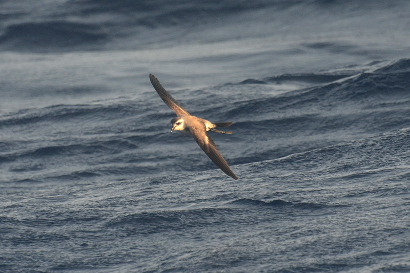 White-faced Storm Petrel Pelagodroma marina