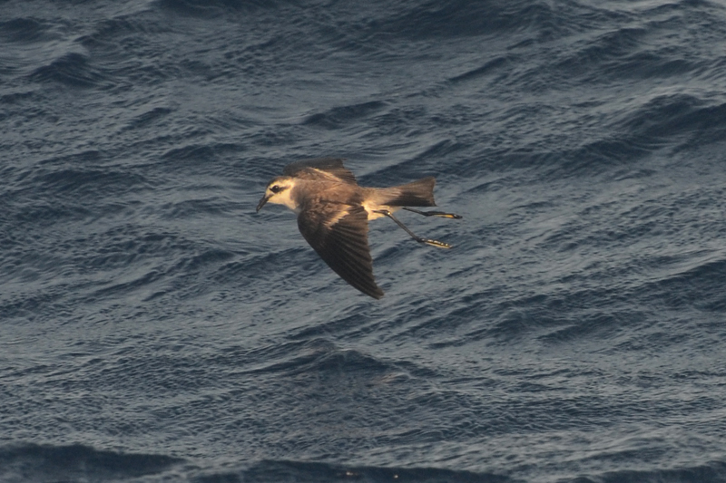 White-faced Storm Petrel Pelagodroma marina