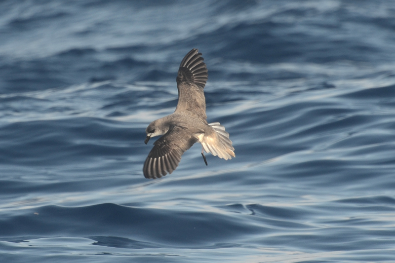 Zino's Petrel Pterodroma madeira 