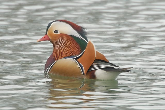 drake Mandarin