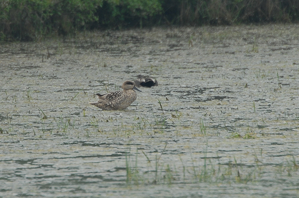 Marbled Duck