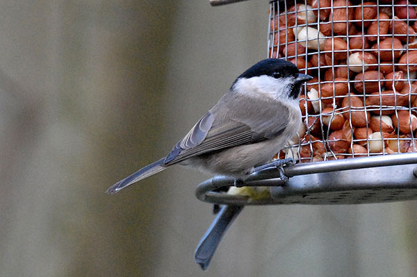 Marsh Tit