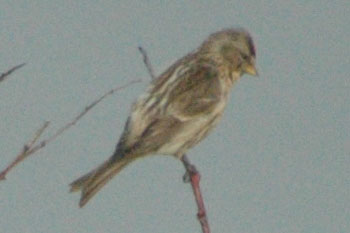 Mealy Redpoll