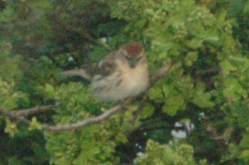Mealy Redpoll