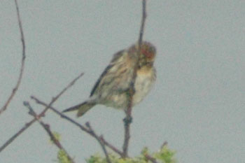 Mealy Redpoll