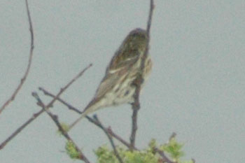 Mealy Redpoll