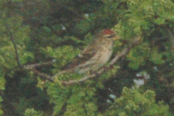 Mealy Redpoll